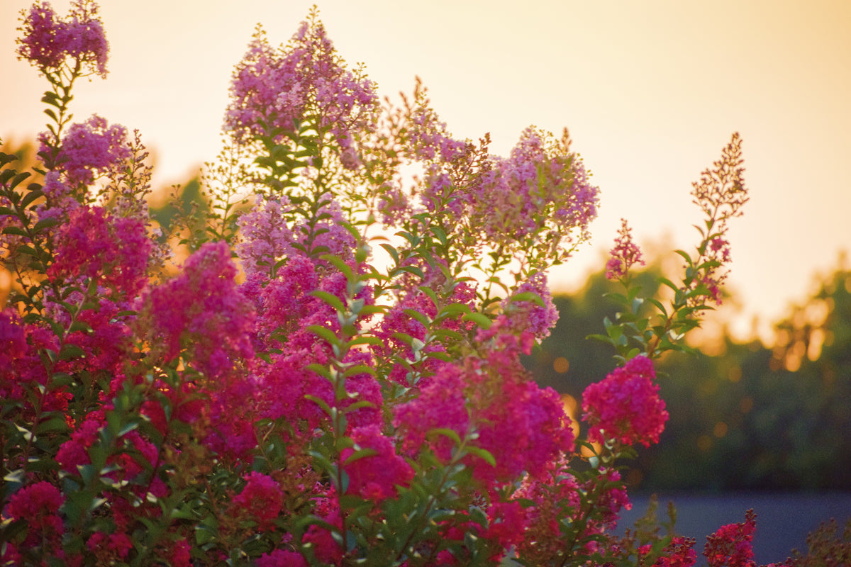 Magenta-colored crepe myrtles in the foreground with a forest backdrop blurry in the background, photographed at sunset.