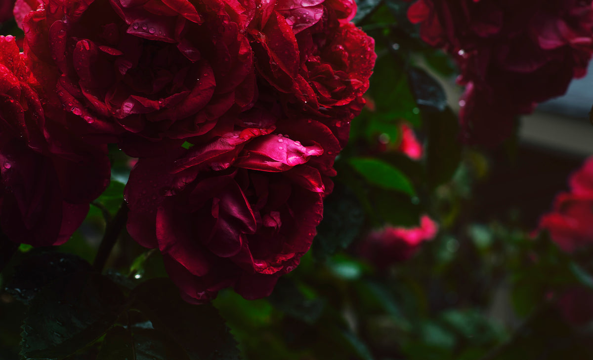 A close-up of a group of red roses covered in visible dew drops.