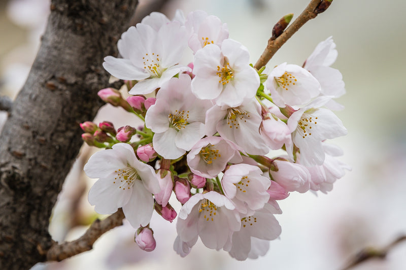 A close up of white and pink peach blossom flowers on the branch of a tree with a blurred background.