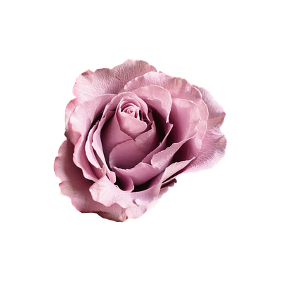 A large pink rose, viewed from above with its petals spread out. 