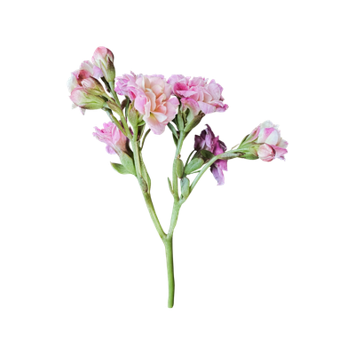 Several small pink roses attached to one stem, viewed as if it's been laid flat.