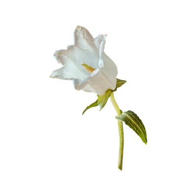 A white flower viewed from the side, tilted towards the left. A small yellow stem is visible inside.