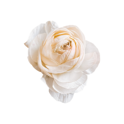 A white rose, viewed from above.